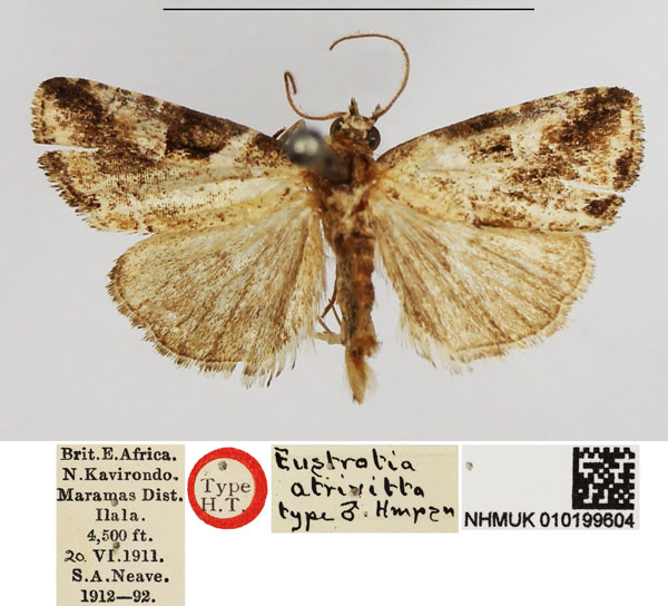 /filer/webapps/moths/media/images/A/atrivitta_Eustrotia_HT_NHMUK.jpg