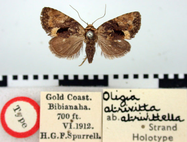 /filer/webapps/moths/media/images/A/atrivittella_Oligia_HT_BMNH.jpg