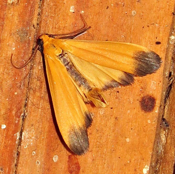 /filer/webapps/moths/media/images/A/atrizona_Pseudlepista_A_Braun_02.jpg