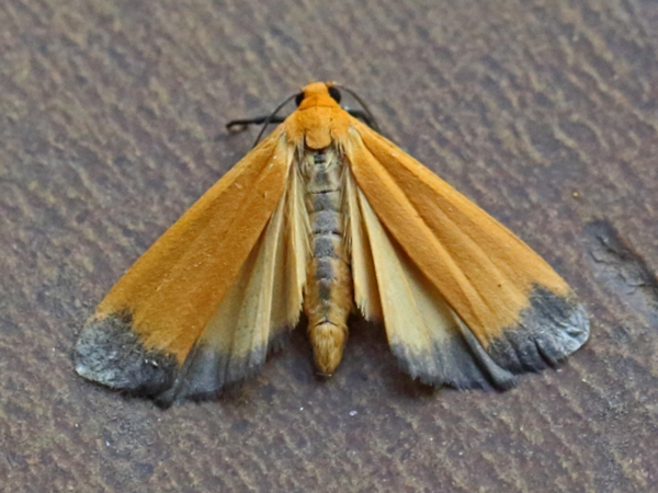 /filer/webapps/moths/media/images/A/atrizona_Pseudolepista_A_Voaden.jpg
