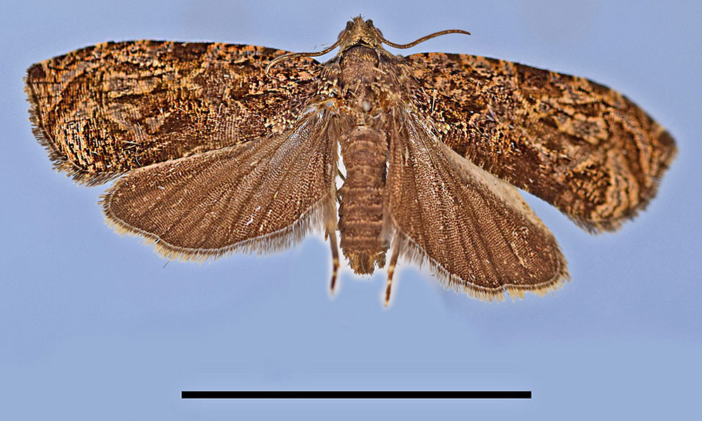 /filer/webapps/moths/media/images/A/atrobasalis_Eccopsis_HT_MRSN.jpg