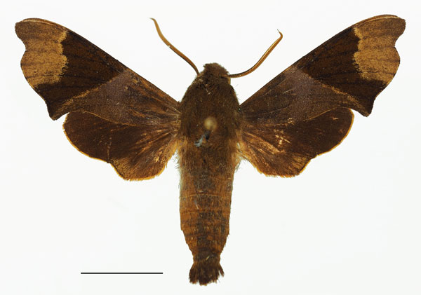 /filer/webapps/moths/media/images/A/atrofasciata_Temnora_AM_Basquin_02a.jpg