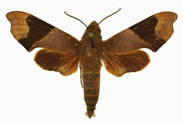 /filer/webapps/moths/media/images/A/atrofasciata_Temnora_AM_Basquina.jpg