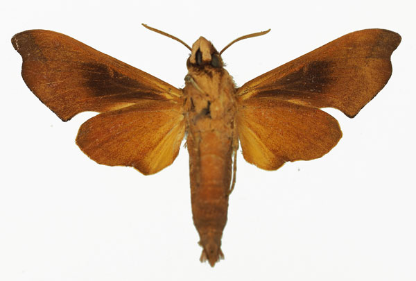 /filer/webapps/moths/media/images/A/atrofasciata_Temnora_AM_Basquinb.jpg