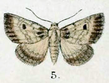 /filer/webapps/moths/media/images/A/atromacula_Myana_HT_Swinhoe_48_5.jpg