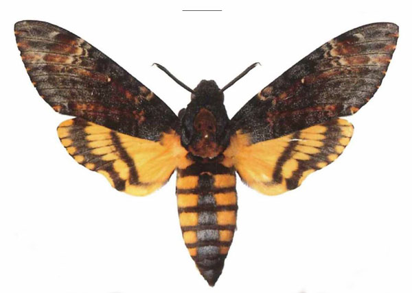 /filer/webapps/moths/media/images/A/atropos_Acherontia_AF_EMEM.jpg