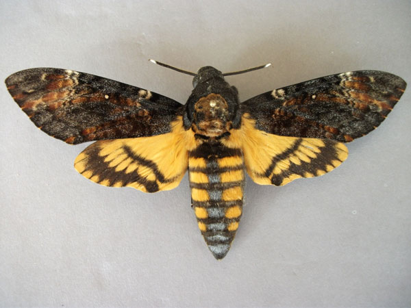 /filer/webapps/moths/media/images/A/atropos_Acherontia_A_Baron_01.jpg
