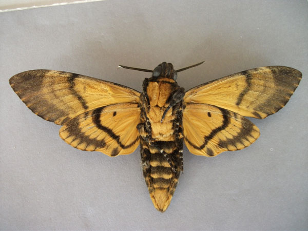 /filer/webapps/moths/media/images/A/atropos_Acherontia_A_Baron_02.jpg