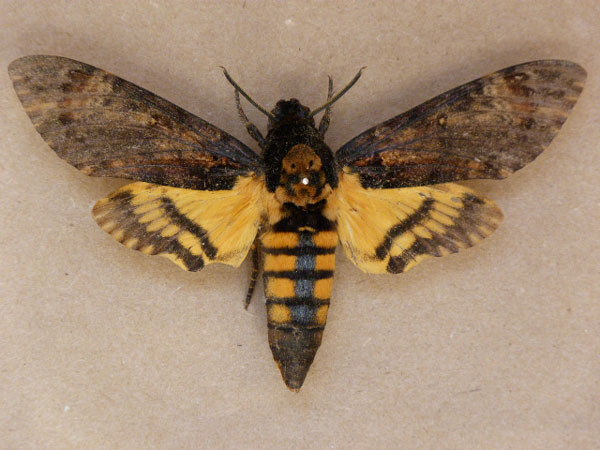 /filer/webapps/moths/media/images/A/atropos_Acherontia_A_Butler.jpg