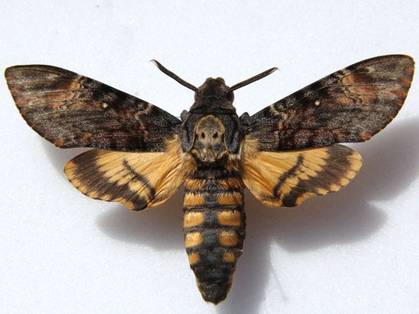 /filer/webapps/moths/media/images/A/atropos_Acherontia_A_Goff.jpg