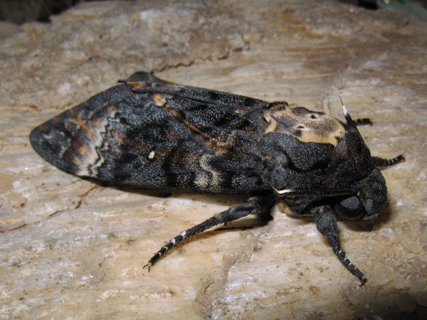 /filer/webapps/moths/media/images/A/atropos_Acherontia_A_Mazzei.jpg