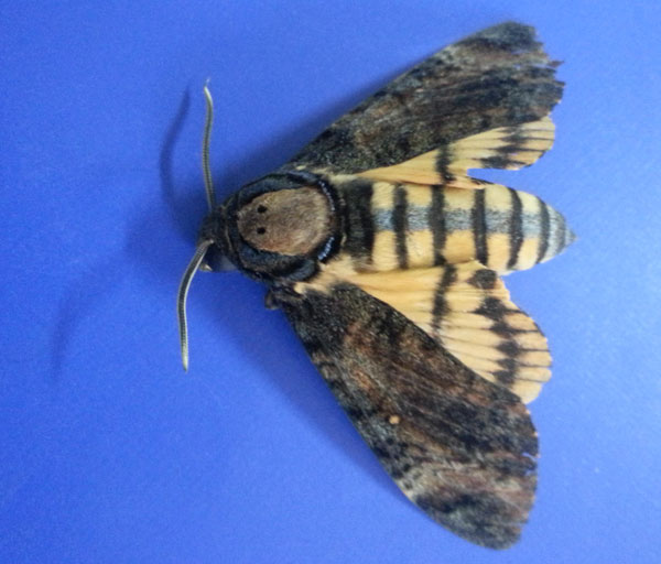 /filer/webapps/moths/media/images/A/atropos_Acherontia_A_Mohamed.jpg
