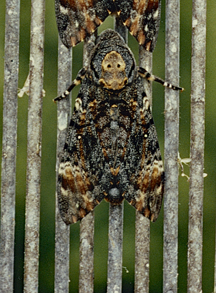 /filer/webapps/moths/media/images/A/atropos_Acherontia_A_Roland_01.jpg