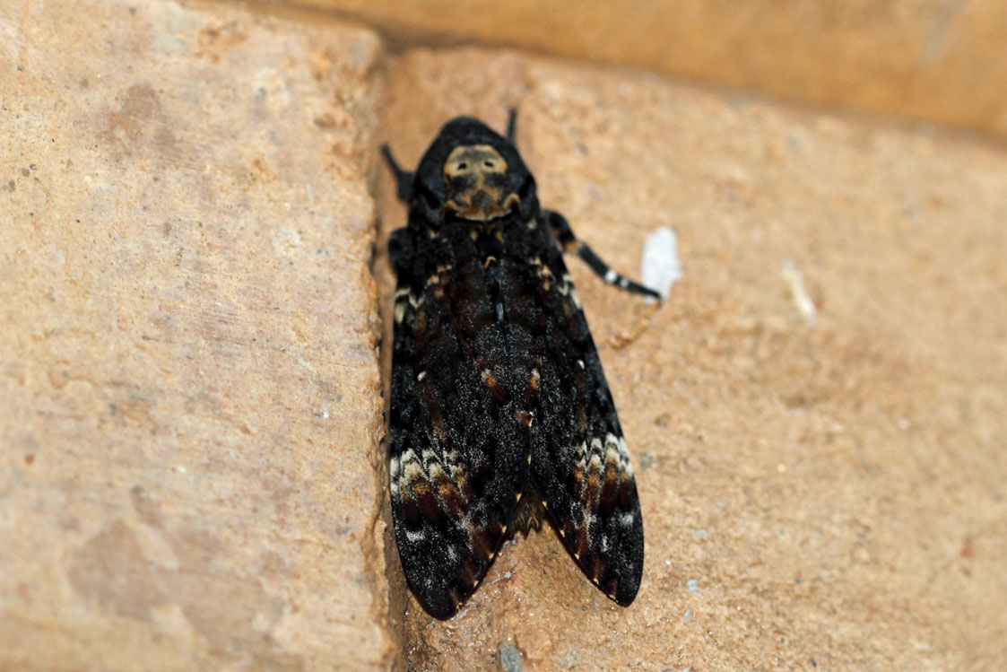 /filer/webapps/moths/media/images/A/atropos_Acherontia_A_Voaden_01.jpg