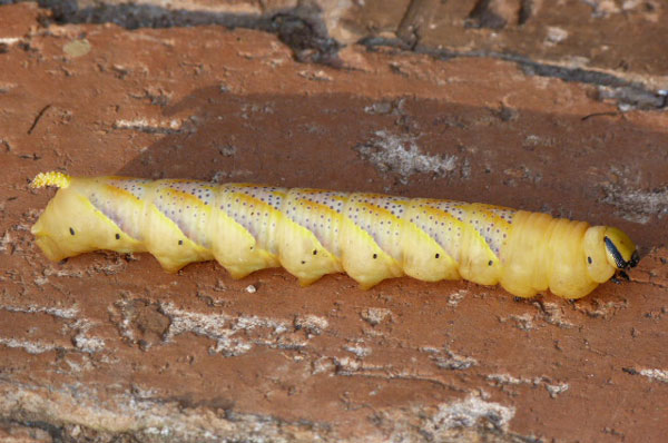 /filer/webapps/moths/media/images/A/atropos_Acherontia_C_Butler.jpg