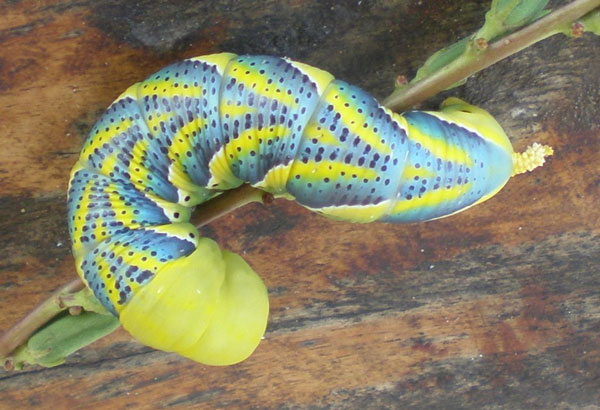 /filer/webapps/moths/media/images/A/atropos_Acherontia_C_Konda_01.jpg