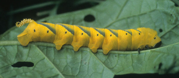 /filer/webapps/moths/media/images/A/atropos_Acherontia_C_Latham.jpg
