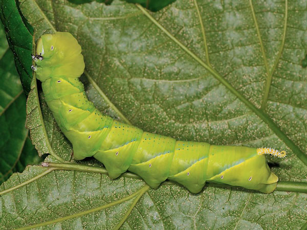 /filer/webapps/moths/media/images/A/atropos_Acherontia_C_Mazzei_01.jpg