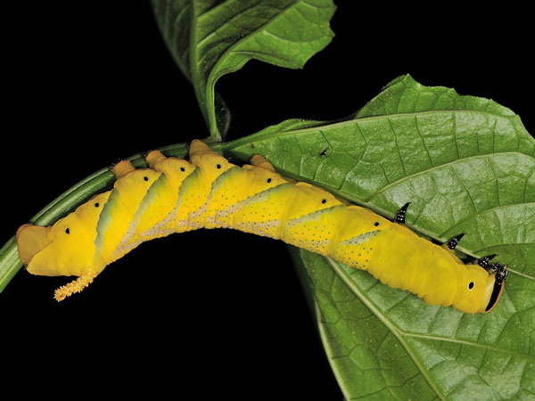 /filer/webapps/moths/media/images/A/atropos_Acherontia_C_Mazzei_02.jpg