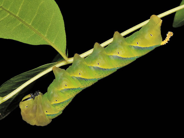 /filer/webapps/moths/media/images/A/atropos_Acherontia_C_Mazzei_03.jpg