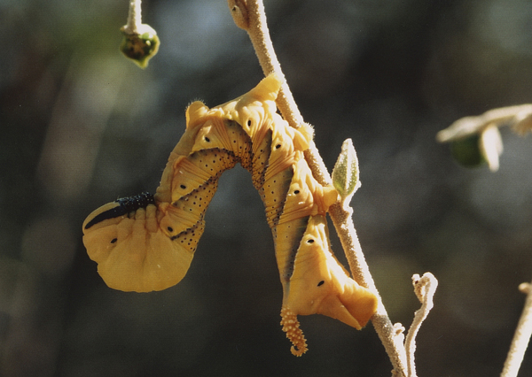 /filer/webapps/moths/media/images/A/atropos_Acherontia_C_Roland_01.jpg