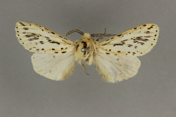 /filer/webapps/moths/media/images/A/atropunctata_Paralpenus_LT_BMNH.jpg