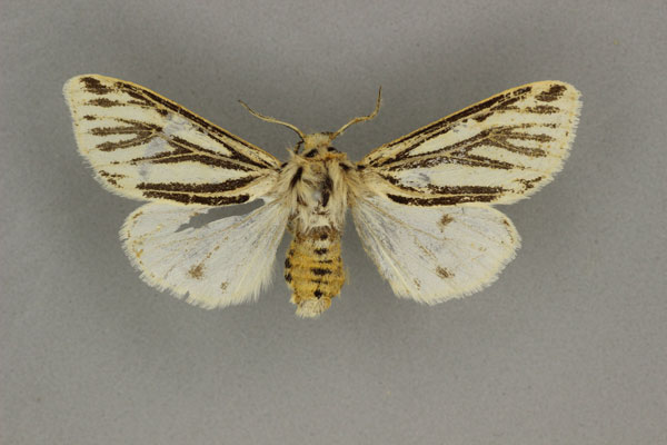 /filer/webapps/moths/media/images/A/atropunctata_Paralpenus_PLT_BMNH.jpg