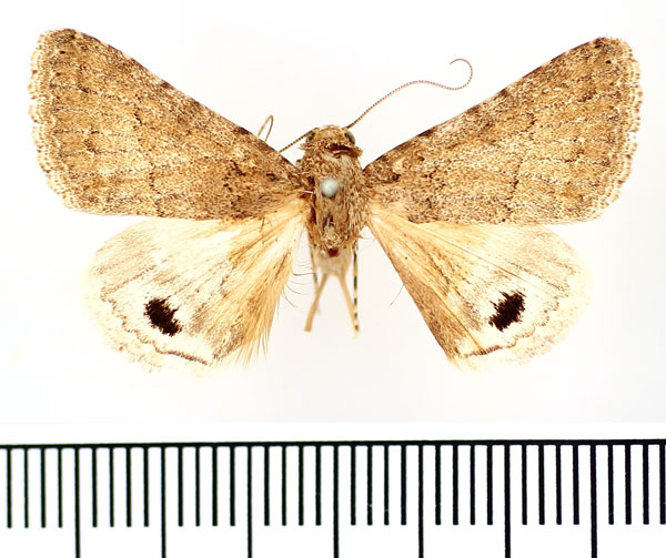/filer/webapps/moths/media/images/A/atrosignata_Anumeta_AM_BMNH.jpg