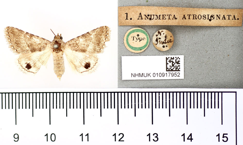 /filer/webapps/moths/media/images/A/atrosignata_Anumeta_HT_BMNH.jpg