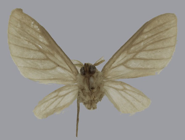 /filer/webapps/moths/media/images/A/atrovenosa_Apisa_HT_ISEAb.jpg