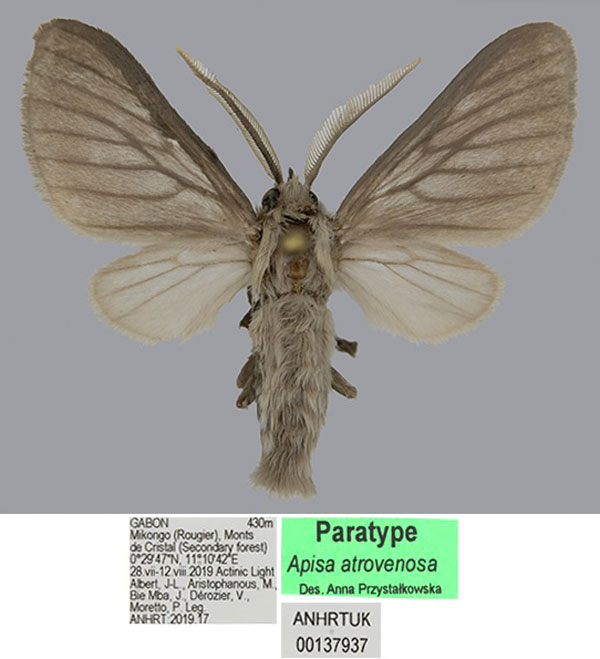 /filer/webapps/moths/media/images/A/atrovenosa_Apisa_PTM_ANHRT.jpg