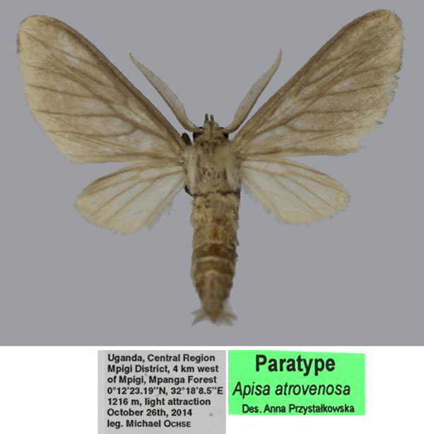 /filer/webapps/moths/media/images/A/atrovenosa_Apisa_PTM_ZSM.jpg