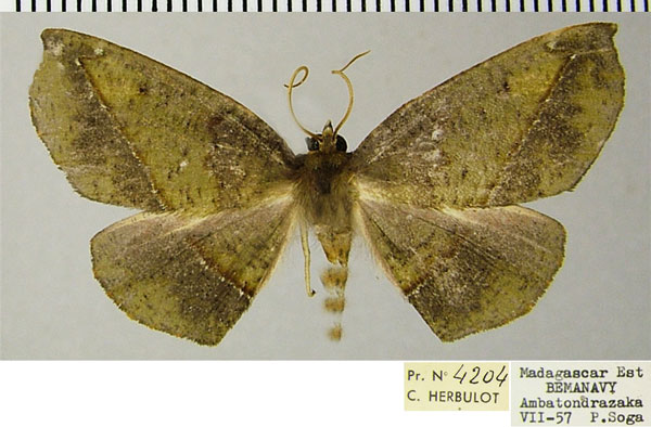 /filer/webapps/moths/media/images/A/atrovirens_Drepanogynis_AF_ZSM.jpg