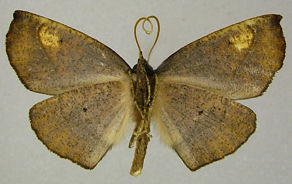 /filer/webapps/moths/media/images/A/atrovirens_Drepanogynis_AM_ZSMb.jpg