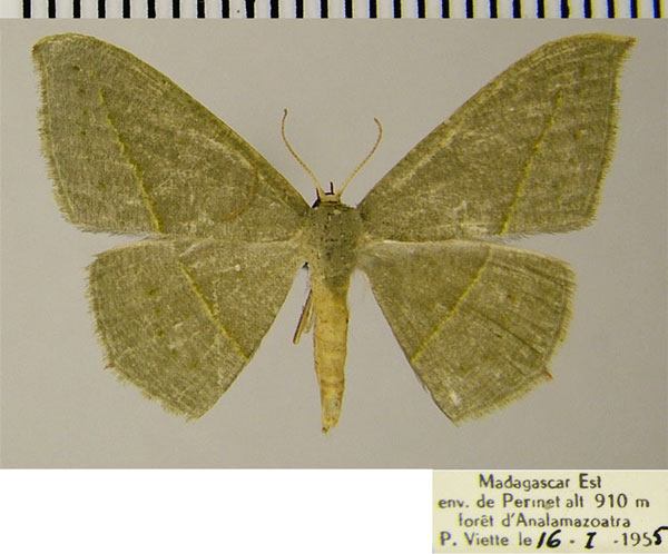 /filer/webapps/moths/media/images/A/atroviridata_Traminda_AF_ZSM.jpg
