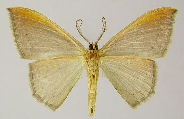 /filer/webapps/moths/media/images/A/atroviridata_Traminda_AM_ZSMb.jpg