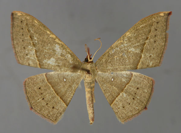 /filer/webapps/moths/media/images/A/atroviridata_Traminda_A_ZSM_01.jpg