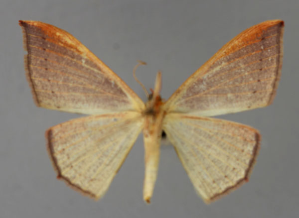 /filer/webapps/moths/media/images/A/atroviridata_Traminda_A_ZSM_02.jpg