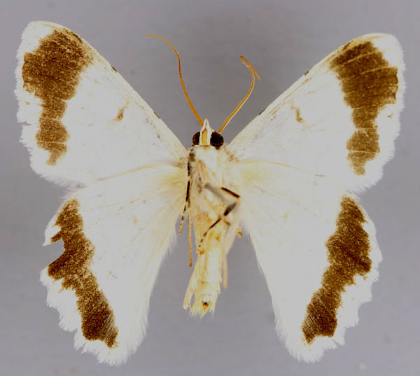 /filer/webapps/moths/media/images/A/attenuans_Pingasa_A_ZSM_02.jpg