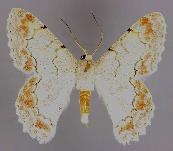 /filer/webapps/moths/media/images/A/attenuans_Pingasa_A_ZSM_03.jpg
