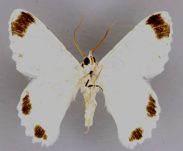 /filer/webapps/moths/media/images/A/attenuans_Pingasa_A_ZSM_04.jpg