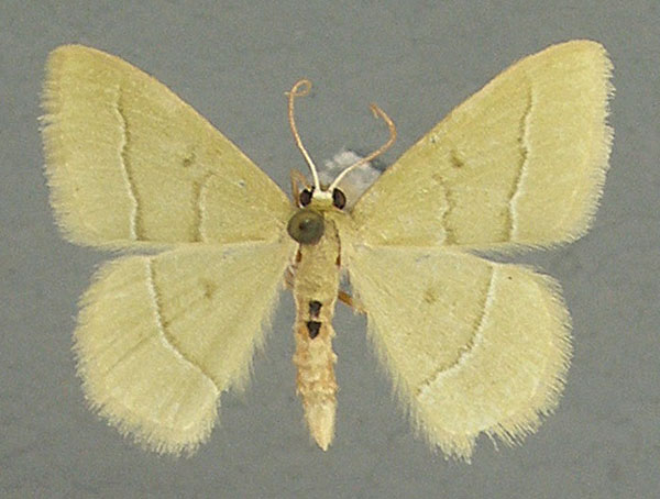 /filer/webapps/moths/media/images/A/attenuata_Chlorissa_AM_TMSA.jpg