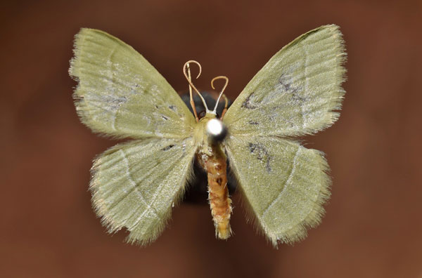 /filer/webapps/moths/media/images/A/attenuata_Chlorissa_A_Butler.jpg