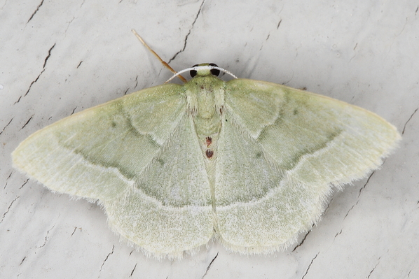 /filer/webapps/moths/media/images/A/attenuata_Chlorissa_A_Heyns_01.JPG