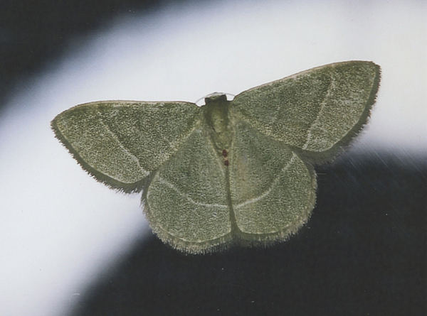 /filer/webapps/moths/media/images/A/attenuata_Chlorissa_A_Roland_01.jpg
