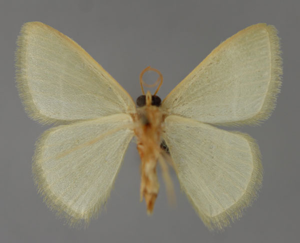 /filer/webapps/moths/media/images/A/attenuata_Chlorissa_A_ZSM_02.jpg