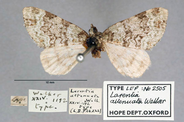 /filer/webapps/moths/media/images/A/attenuata_Larentia_HT_OUMNH_01.jpg