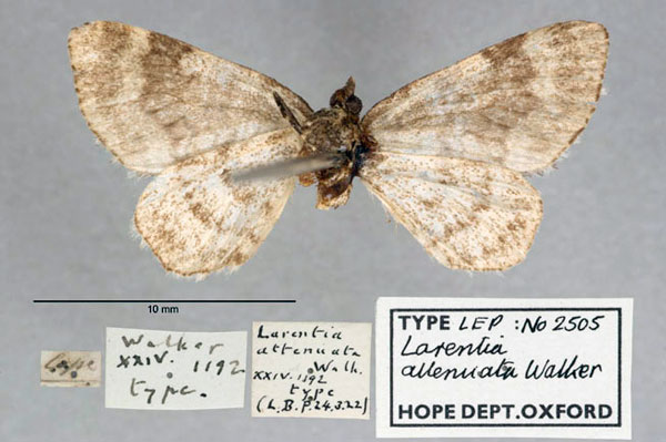/filer/webapps/moths/media/images/A/attenuata_Larentia_HT_OUMNH_02.jpg