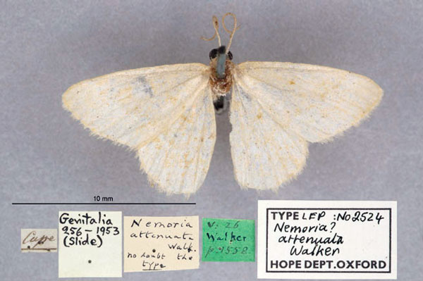/filer/webapps/moths/media/images/A/attenuata_Nemoria_HT_OUMNH_01.jpg