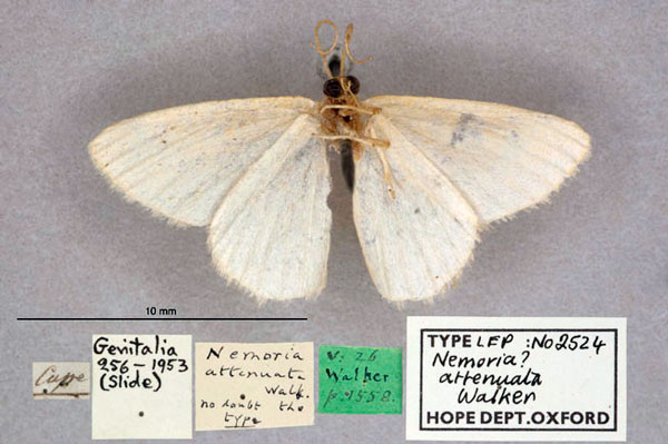 /filer/webapps/moths/media/images/A/attenuata_Nemoria_HT_OUMNH_02.jpg